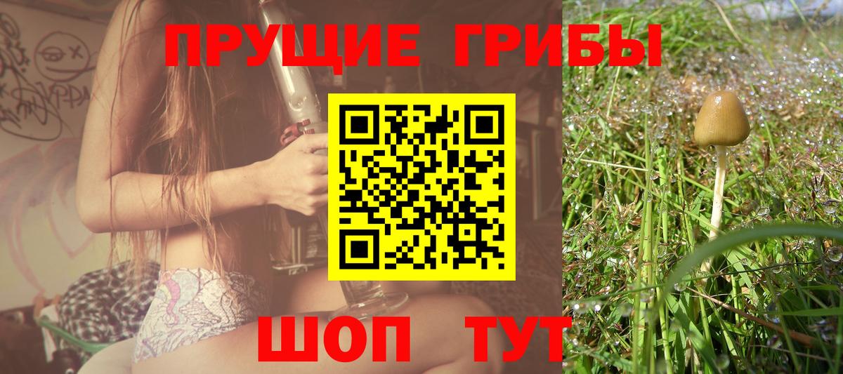 цена   Вход с VPN  Чистополь  Галлюциногенные грибы Cubensis 